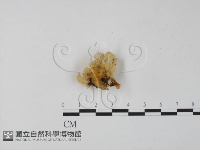 登錄號:F0008528藏品圖，第3張