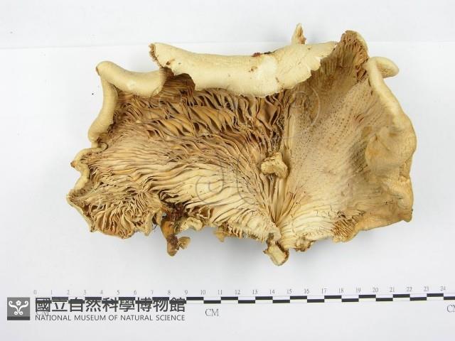 館號:F0020528藏品圖，第3張