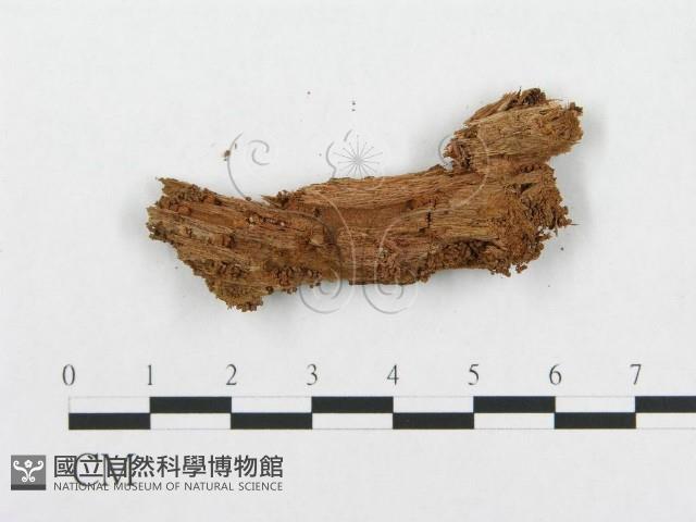 登錄號:F0010528藏品圖，第3張