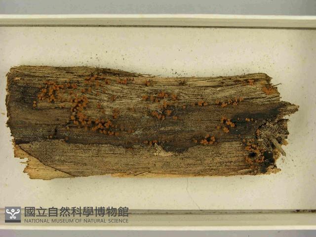 登錄號:F0021528藏品圖，第3張