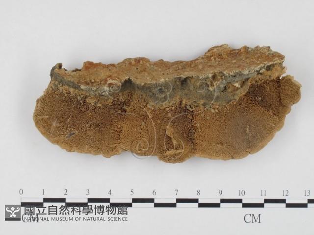 登錄號:F0024528藏品圖，第3張