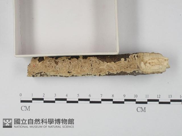 登錄號:F0004528藏品圖，第3張