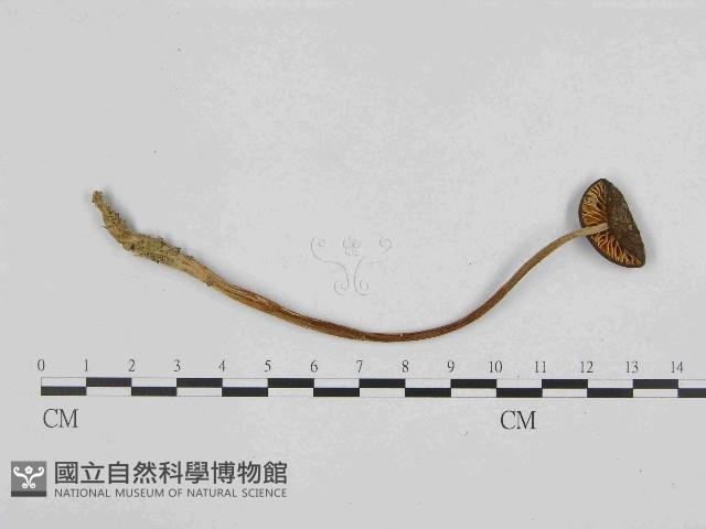 登錄號:F0014528藏品圖，第3張