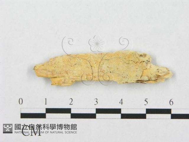 登錄號:F0017528藏品圖，第1張