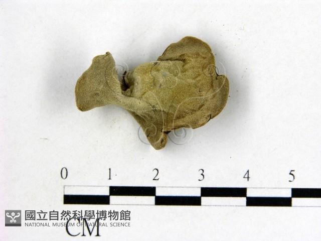 毛木耳藏品圖，第3張