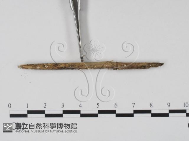登錄號:F0015528藏品圖，第3張