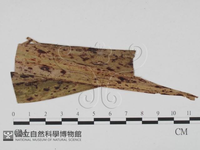 登錄號:F0019528藏品圖，第3張
