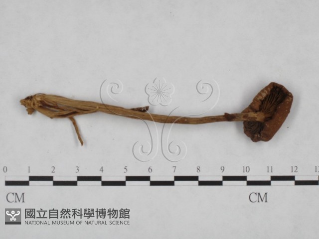 登錄號:F0023528藏品圖，第3張
