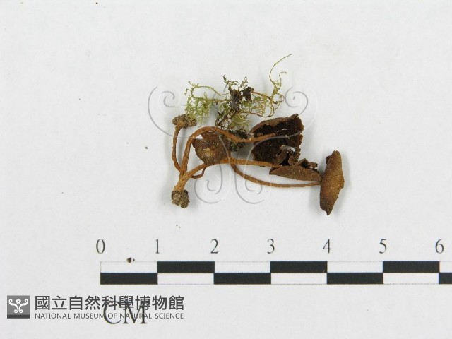 登錄號:F0003528藏品圖，第3張