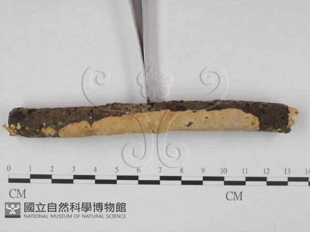 登錄號:F0020128藏品圖，第3張
