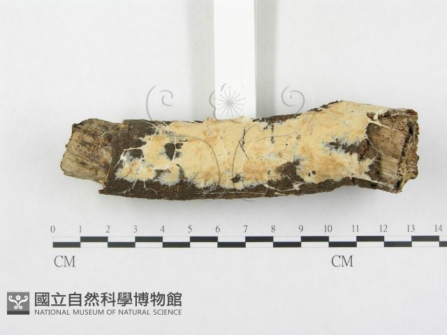 登錄號:F0000128藏品圖，第3張
