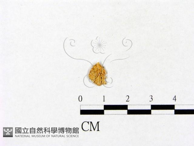 登錄號:F0010128藏品圖，第3張