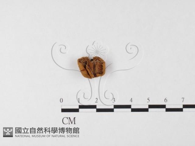 登錄號:F0026128藏品圖，第3張