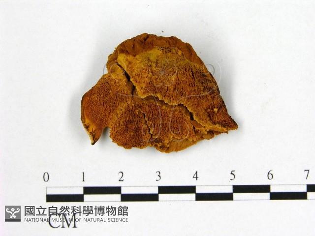 登錄號:F0006128藏品圖，第3張