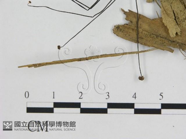 小皮傘屬藏品圖，第3張