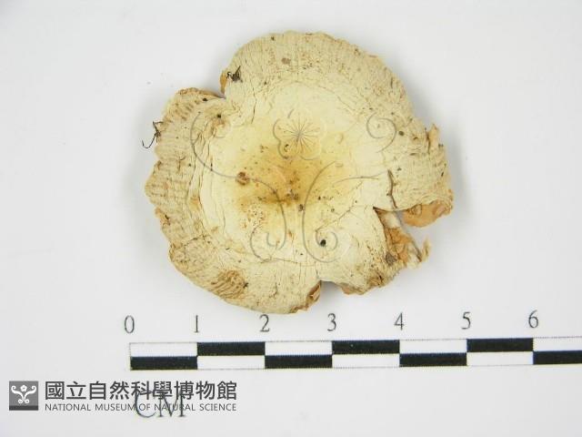 登錄號:F0011128藏品圖，第3張