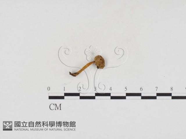 利氏小菇藏品圖，第3張