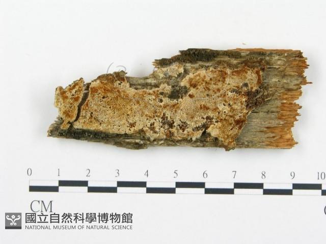 登錄號:F0014128藏品圖，第3張