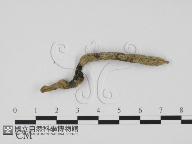 炭角菌屬藏品圖，第3張