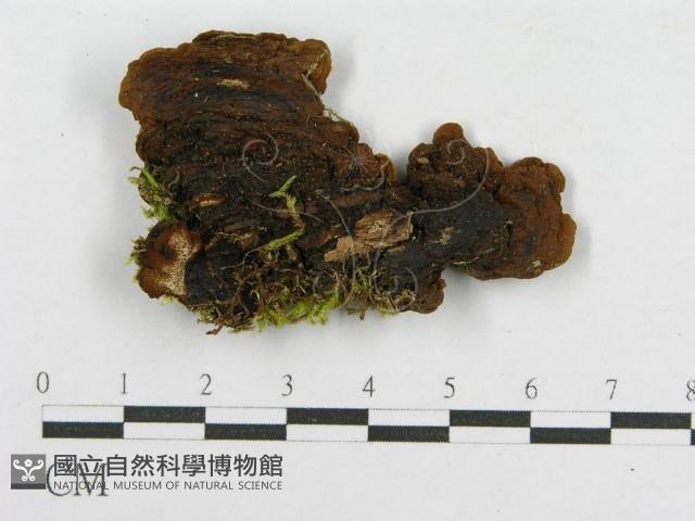 木層孔菌屬藏品圖，第3張