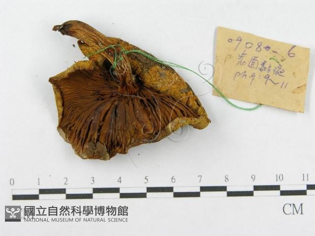 登錄號:F0017128藏品圖，第3張
