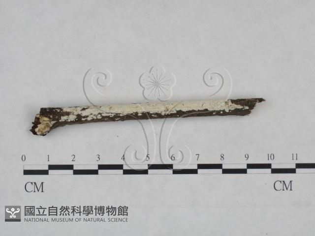 登錄號:F0025128藏品圖，第3張