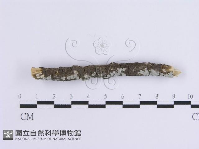 登錄號:F0015128藏品圖，第3張