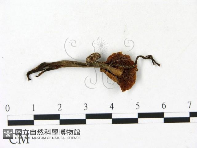 登錄號:F0023128藏品圖，第3張