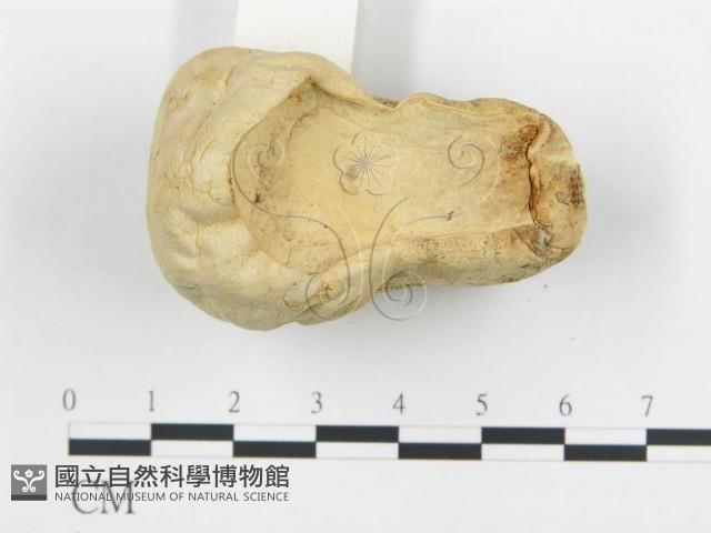 頭狀禿馬勃藏品圖，第3張