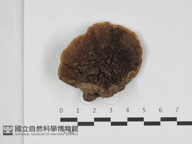木層孔菌屬藏品圖，第3張