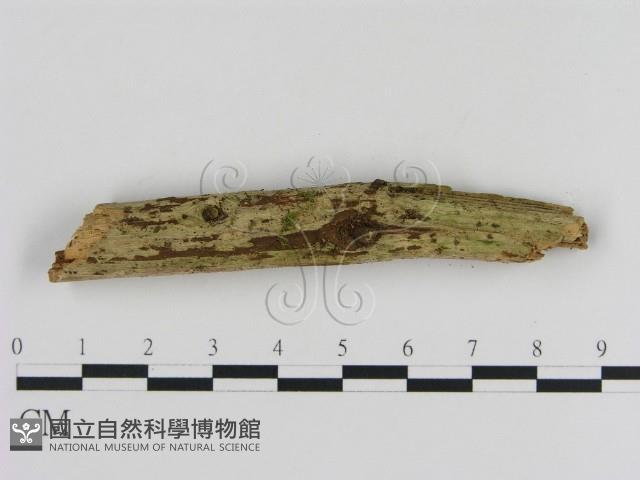 登錄號:F0020028藏品圖，第3張