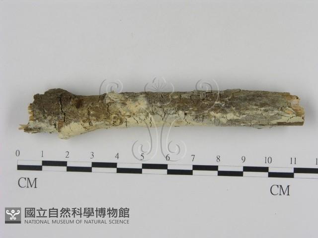 冇骨消絲齒菌藏品圖，第3張