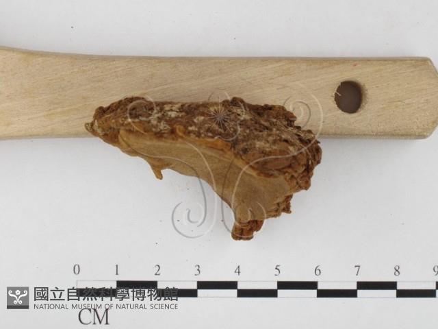 木層孔菌屬藏品圖，第3張