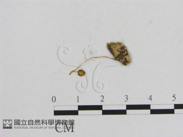 小菇屬藏品圖，第3張