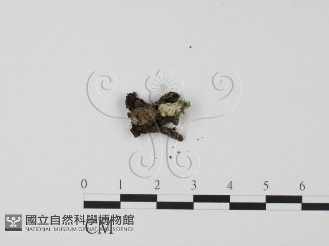 登錄號:F0021028藏品圖，第3張