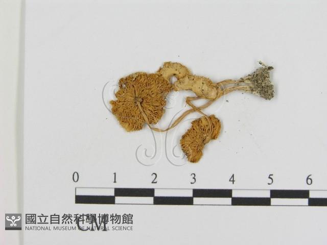 登錄號:F0011028藏品圖，第3張