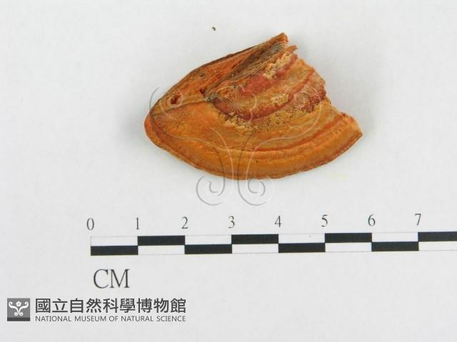 登錄號:F0014028藏品圖，第3張