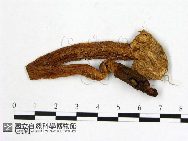 登錄號:F0002028藏品圖，第3張