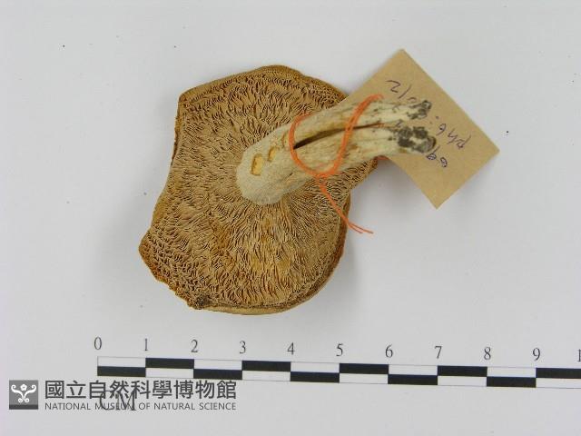 乳菇屬藏品圖，第3張