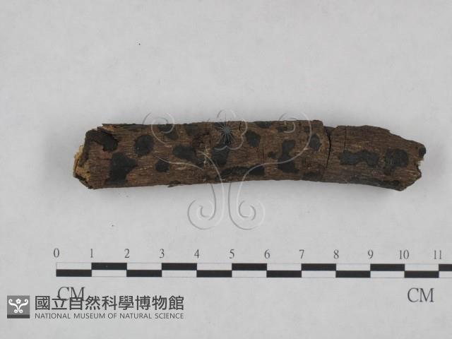 登錄號:F0025028藏品圖，第3張