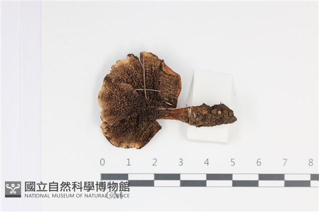 登錄號:F0035028藏品圖，第3張