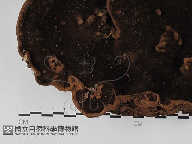 木層孔菌屬藏品圖，第3張