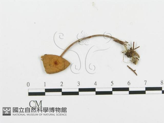 登錄號:F0003028藏品圖，第3張