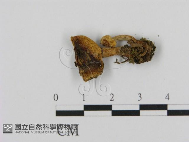 乳菇屬藏品圖，第3張