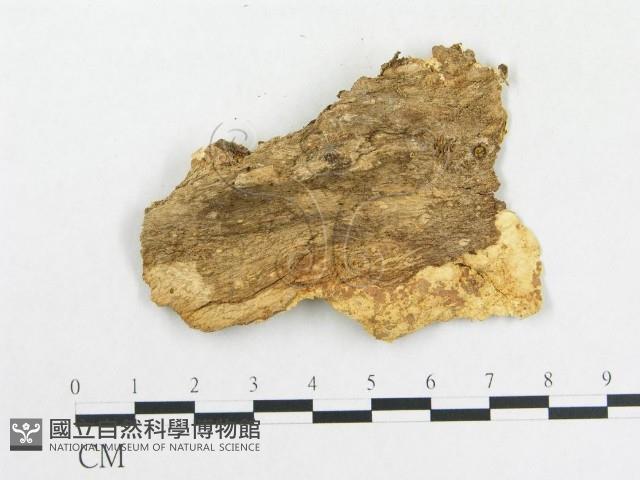 登錄號:F0020328藏品圖，第3張