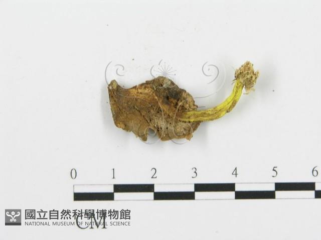 登錄號:F0000328藏品圖，第3張