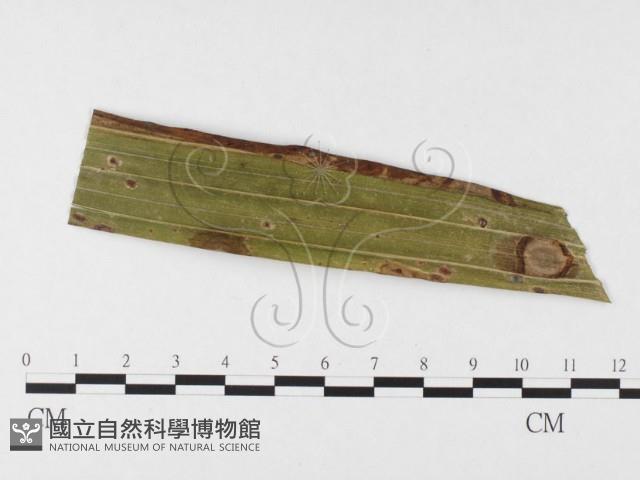 登錄號:F0026328藏品圖，第1張