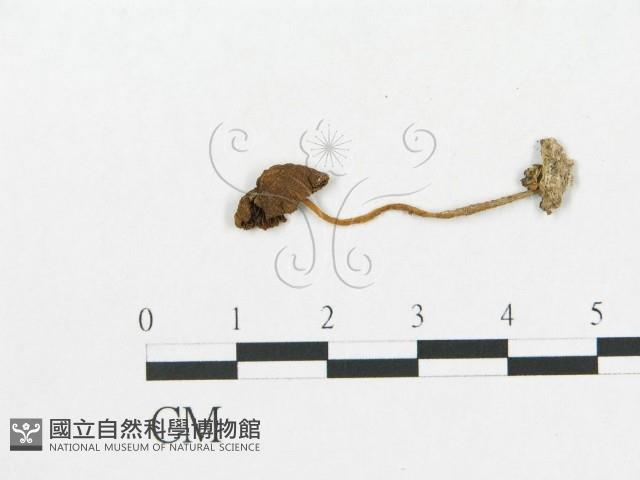 登錄號:F0016328藏品圖，第3張