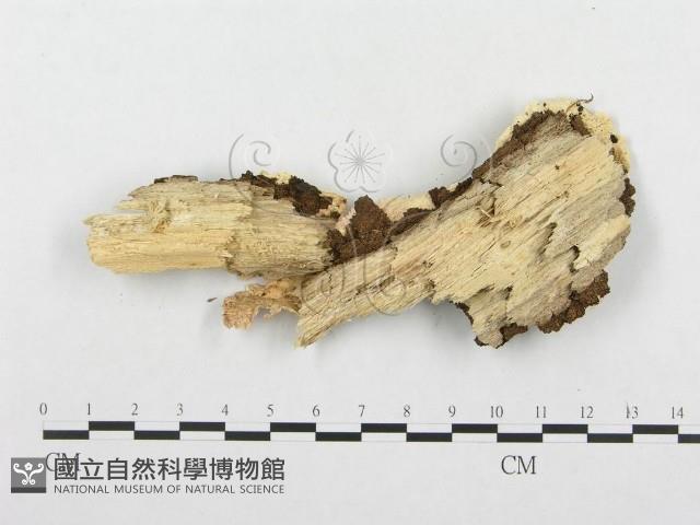 登錄號:F0001328藏品圖，第3張