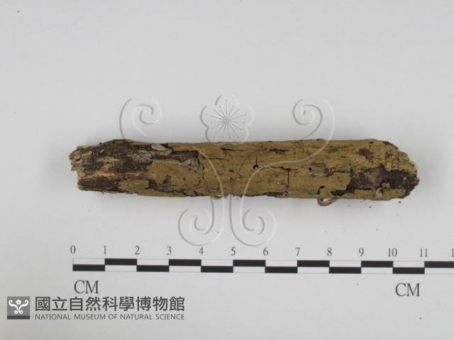 炭角菌屬藏品圖，第3張